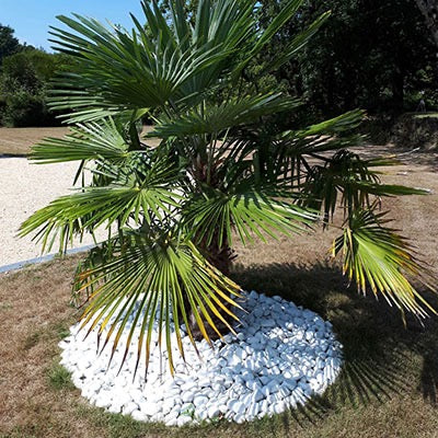 Galets déco 60/100mm – sac 25kg
